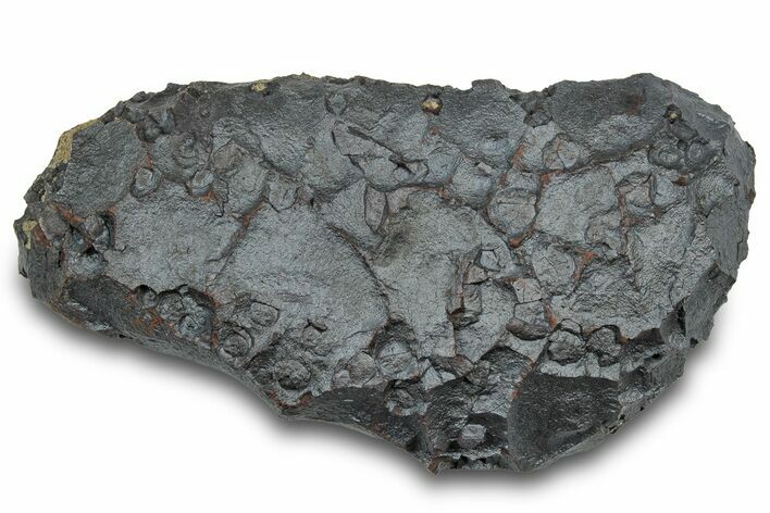 Dragon Scale Stone (Iron, Manganese, Siderite Nodule) #302337